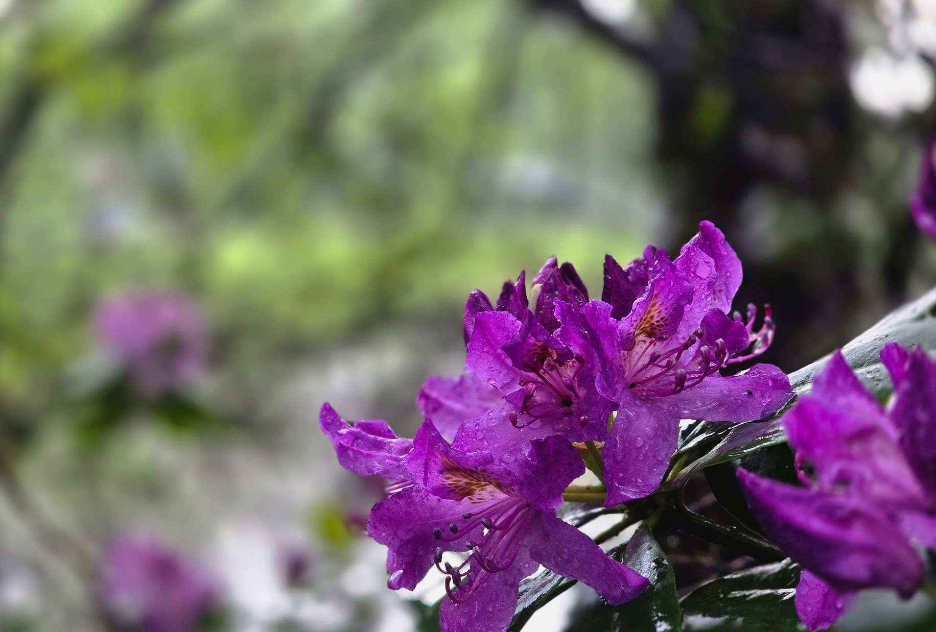 Purple flowers in focus with a blurred green and brown background.