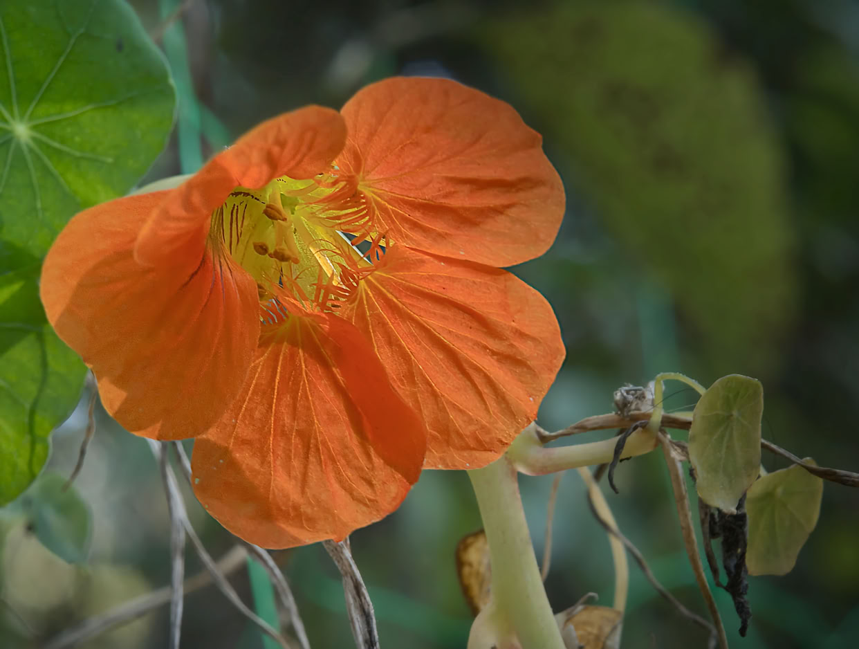 An orange flower with delicate petals and a yellow center, surrounded by green leaves and stems.