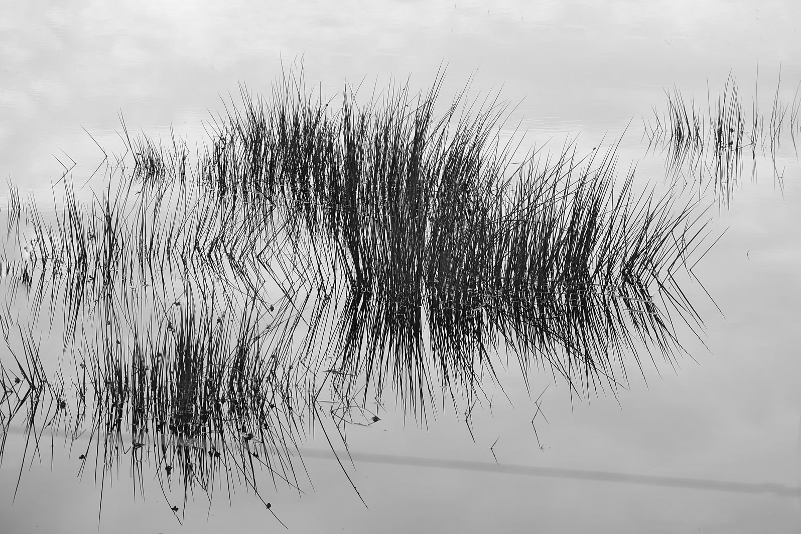 Grasses reflected in still water, creating a symmetrical pattern.