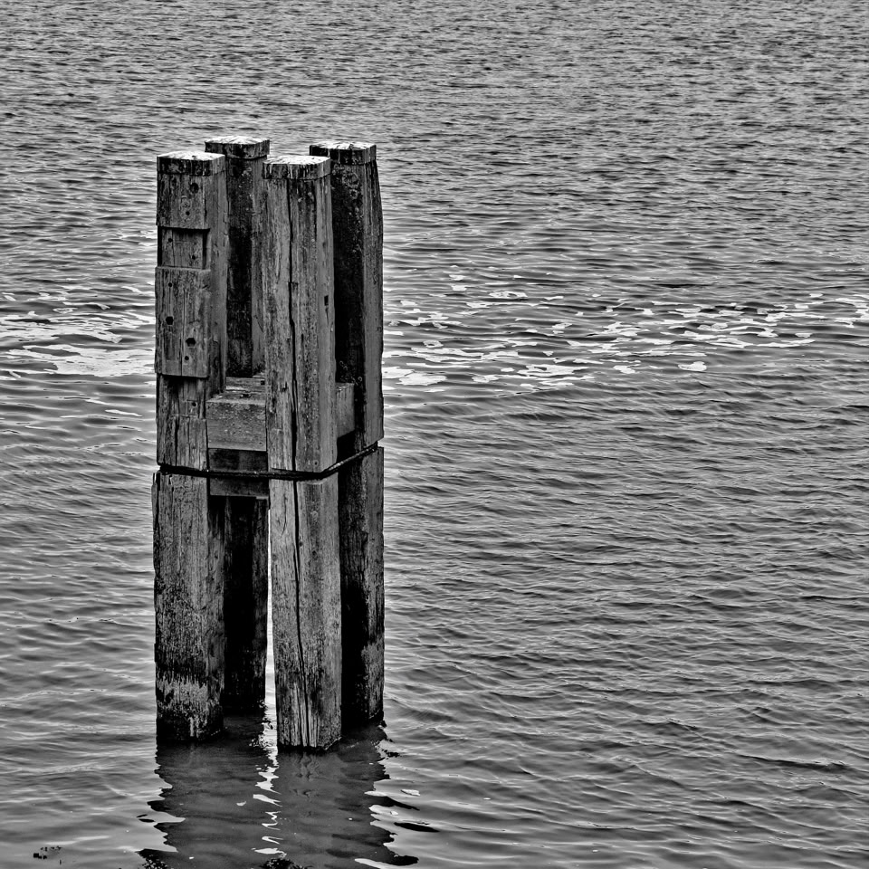 A black and white image of a wooden post structure in calm water. Harlingen, Netherlands