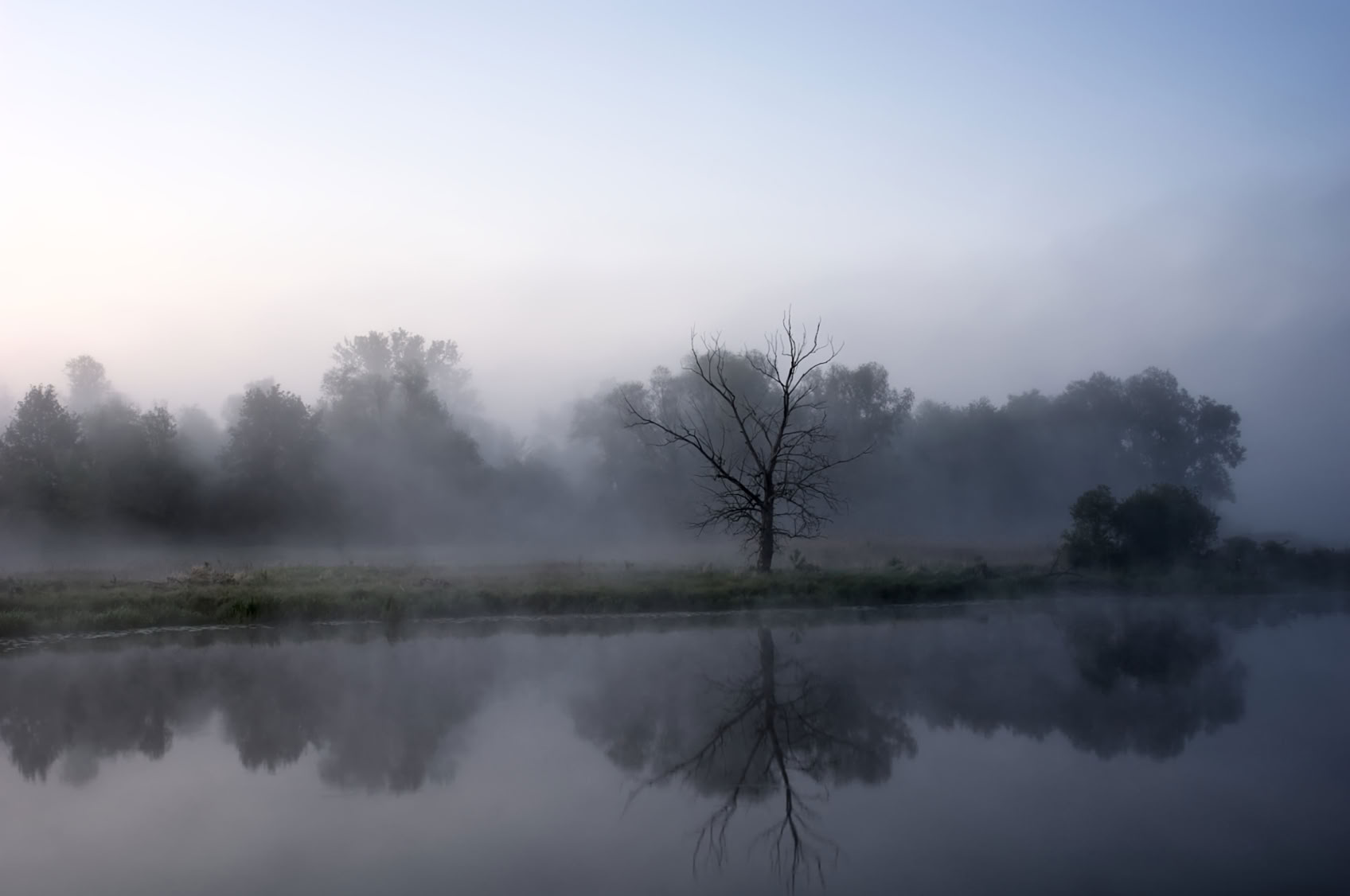 A misty landscape with a leafless tree and other trees in the background, reflected in a calm body of water.