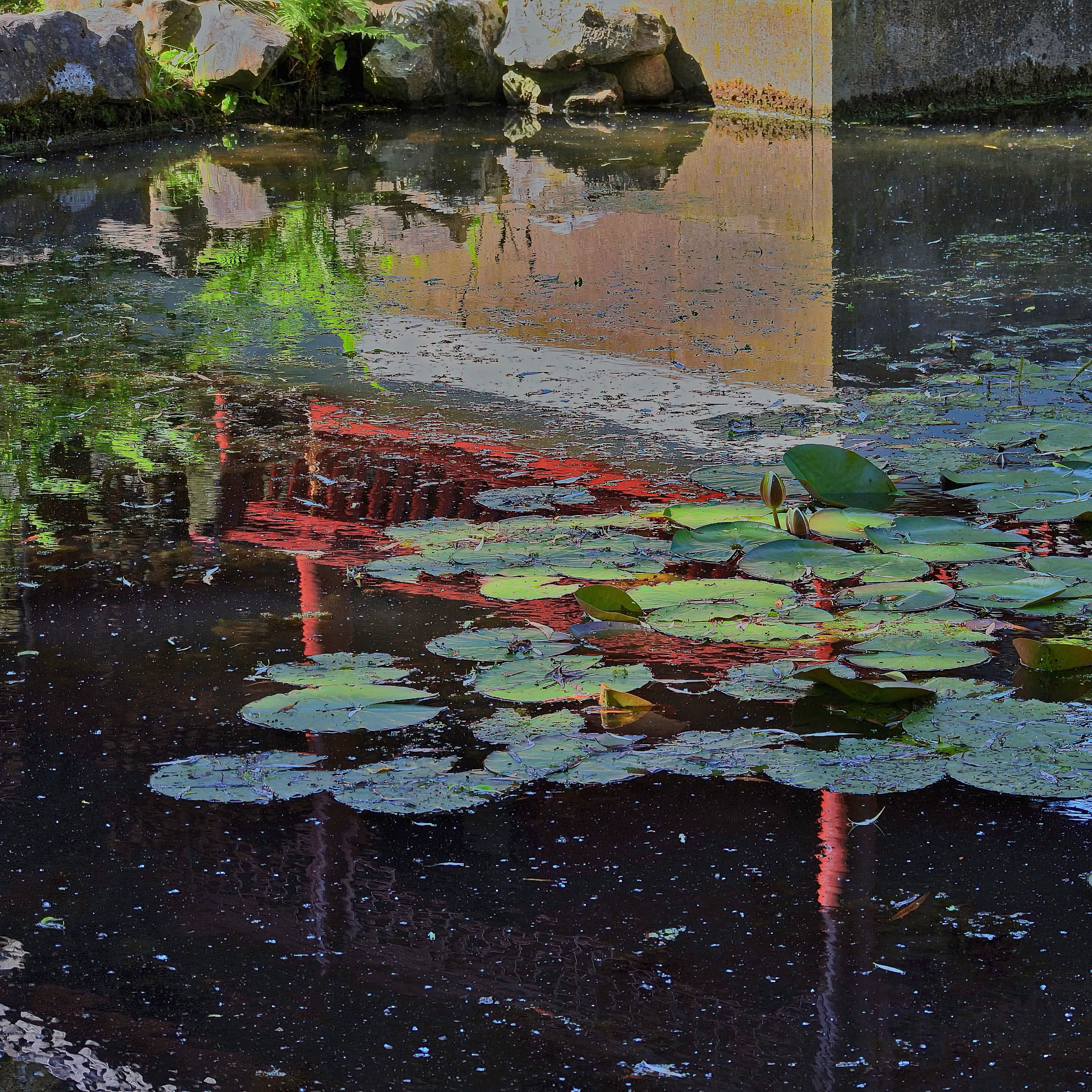 A pond with lily pads and reflections of greenery and structures in the water. (Hortus Haren)