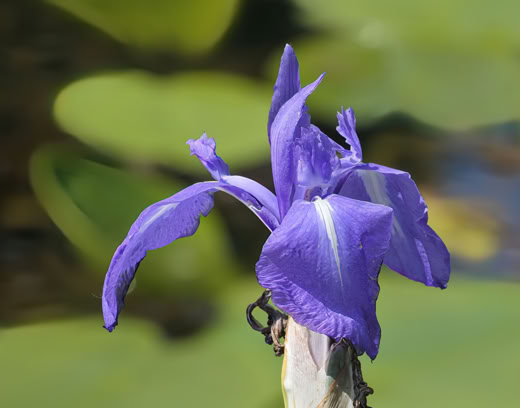 A close-up of a purple iris flower with green leaves in the blurred background.