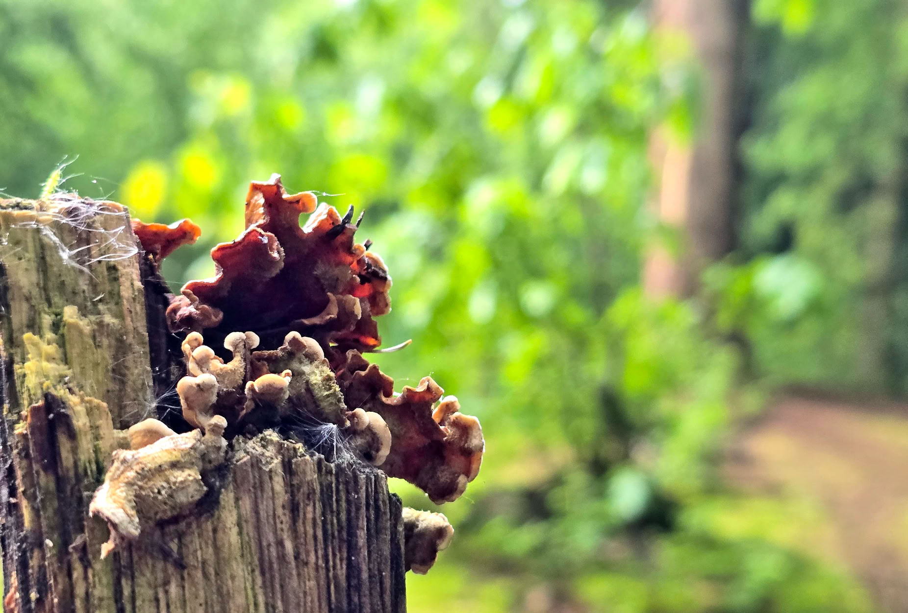Mushrooms growing on a wooden stump in a forest with blurred green foliage in the background.
