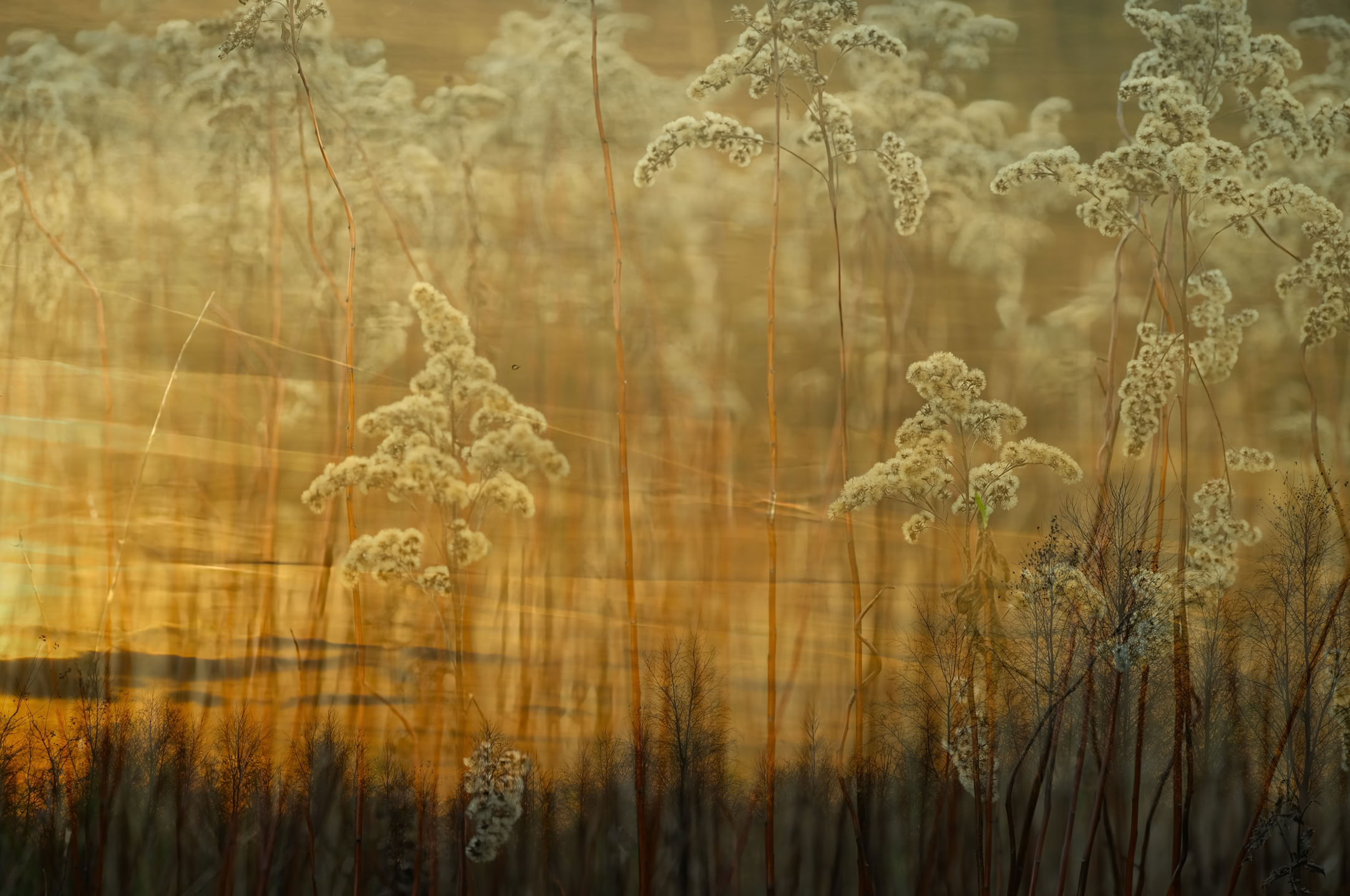 Tall grasses with fluffy tops silhouetted against a warm, golden sunset sky.