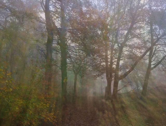 A misty forest scene with tall trees and scattered autumn leaves.