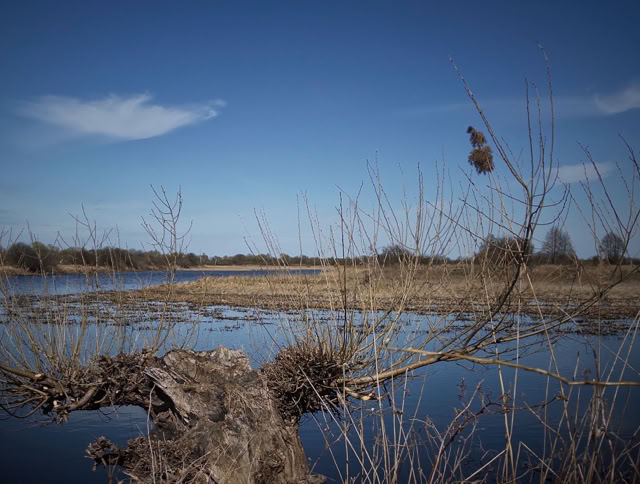 A landscape with a body of water, dry branches in the foreground, and a clear blue sky with a few clouds.
