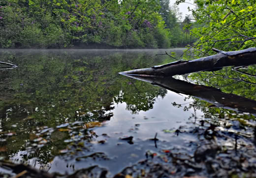 A calm river with reflections of trees and a fallen branch partially submerged in the water, surrounded by dense green foliage.