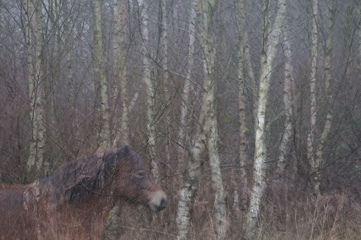 Horse in a forest