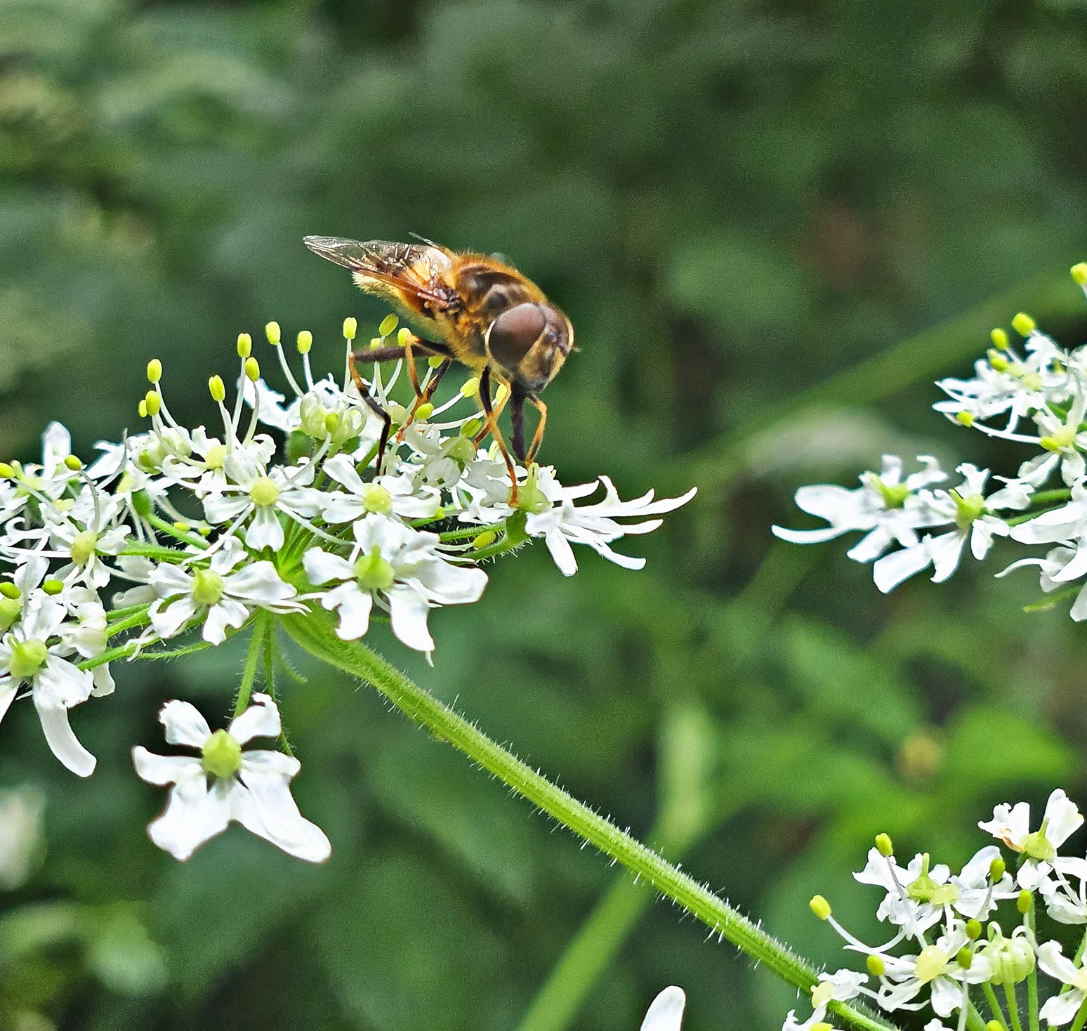 A bee on a cluster of small white flowers with green foliage in the background.