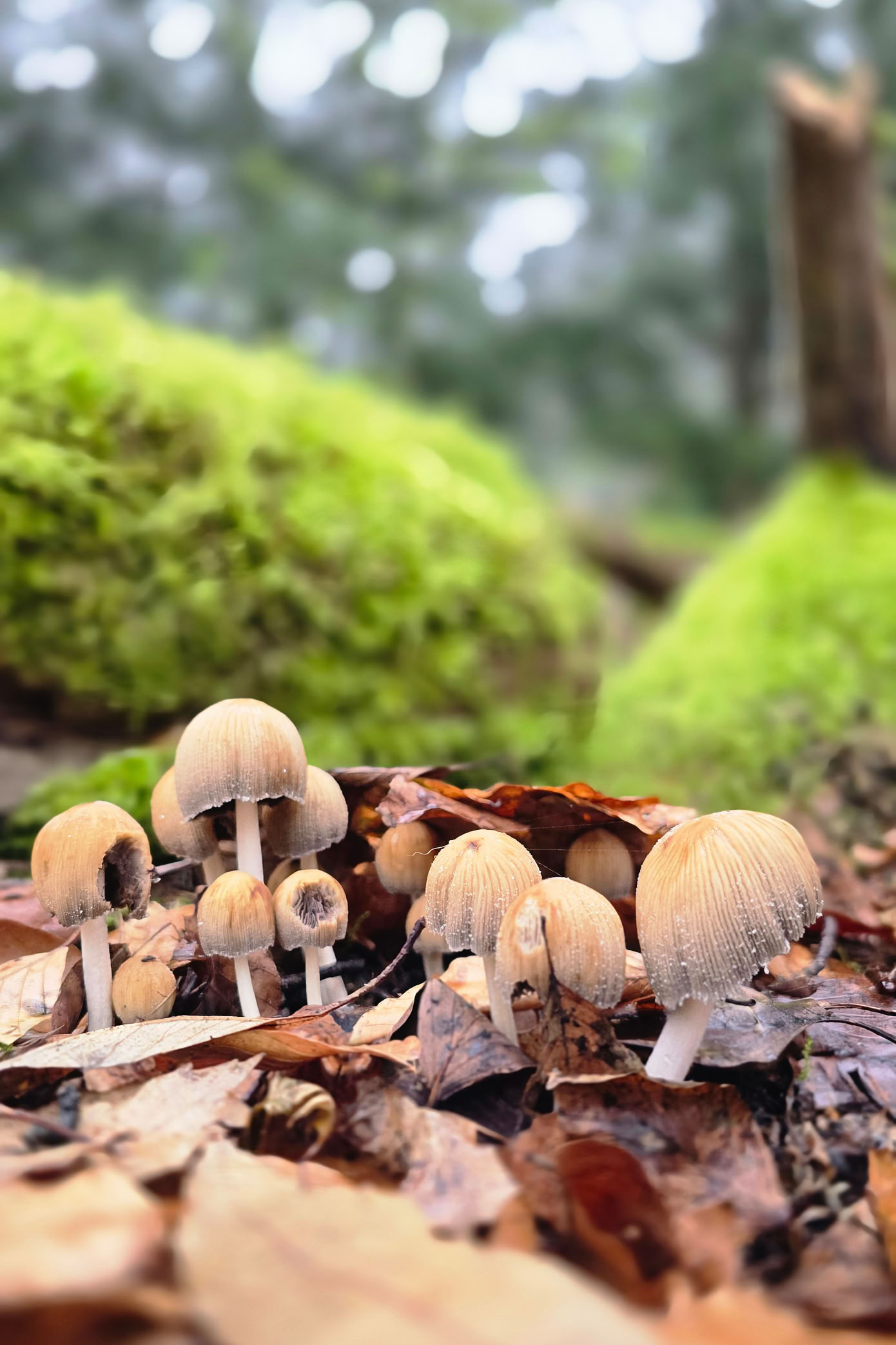 Small mushrooms growing on a forest floor covered with leaves, with green moss and blurred trees in the background.