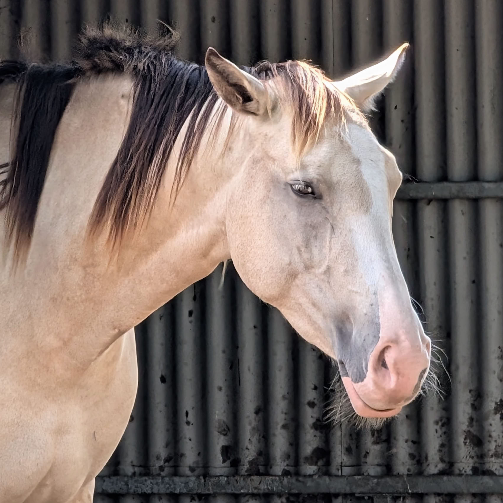 A black and white image of a horse with a light-colored coat and dark mane, standing in front of a corrugated metal wall.