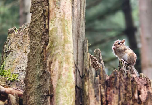 A chipmunk sitting on a tree stump in a forest setting.