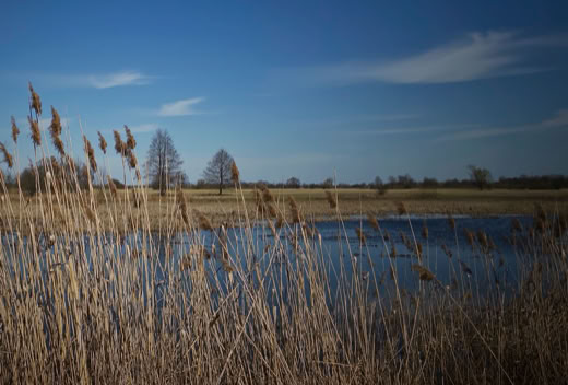 Tall grasses in the foreground with a body of water and trees in the background under a blue sky.