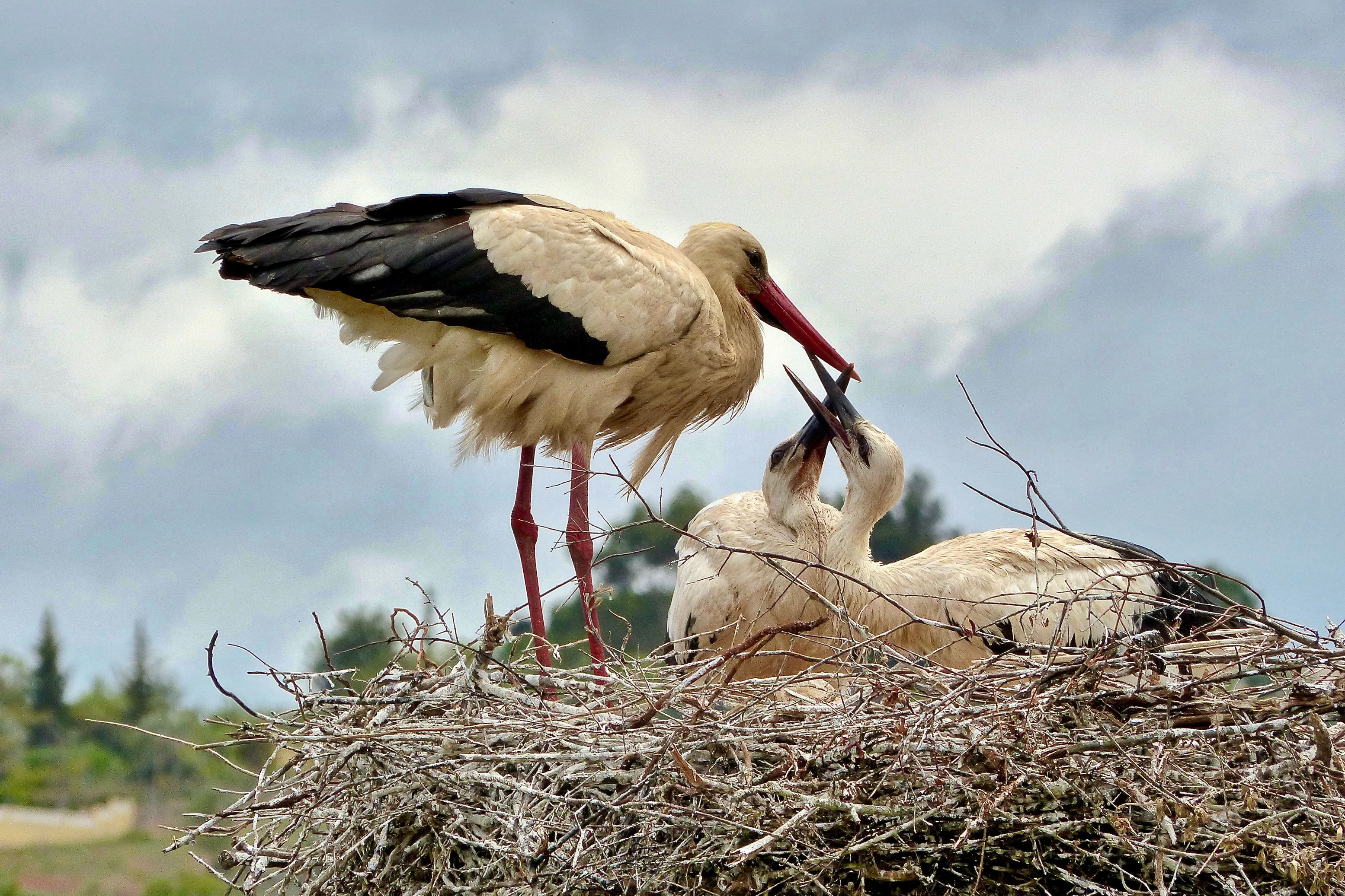 Two storks standing on a nest made of twigs against a clear sky.