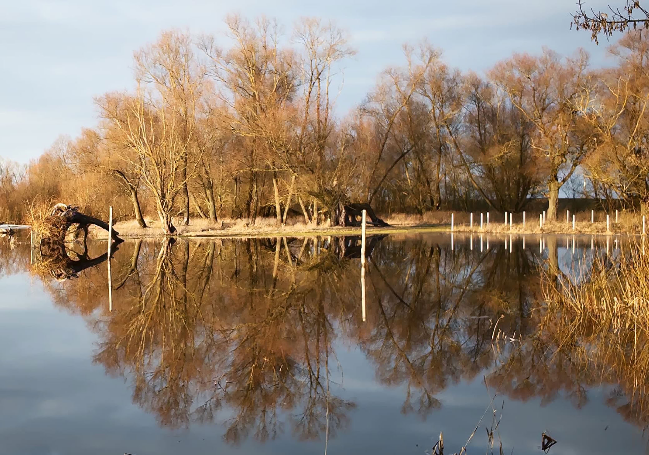 A calm body of water reflecting trees with autumn foliage and a clear sky.