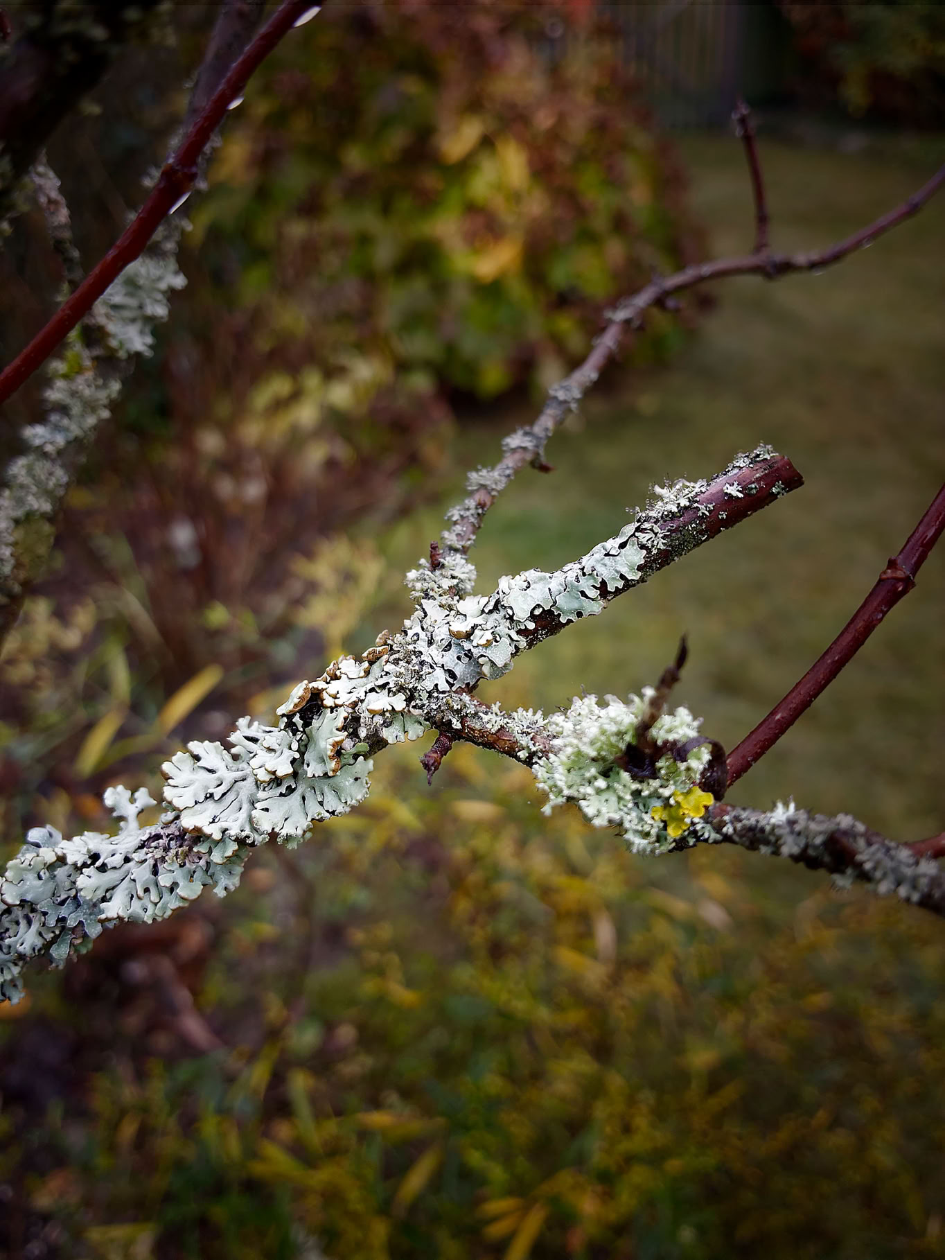 A close-up of a tree branch covered in lichen, with a blurred background of greenery and foliage.