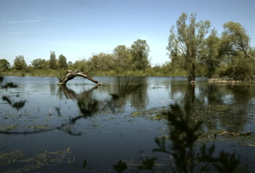 A calm lake with reflections of trees and a clear blue sky, surrounded by greenery.