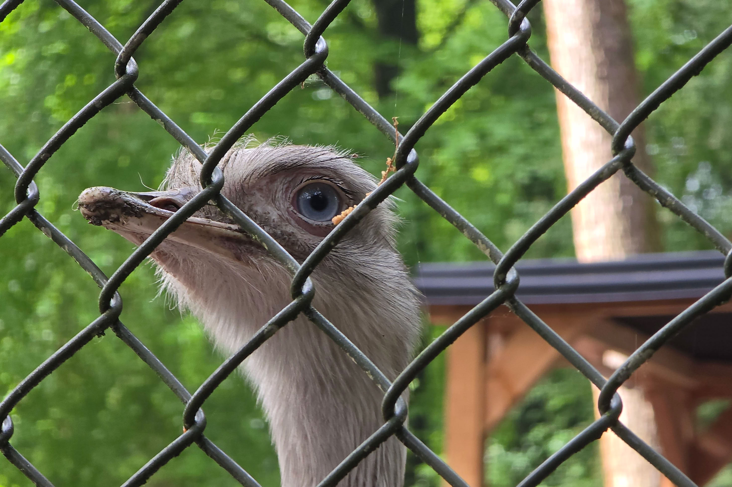 An ostrich head behind a chain-link fence with trees and a wooden structure in the background.