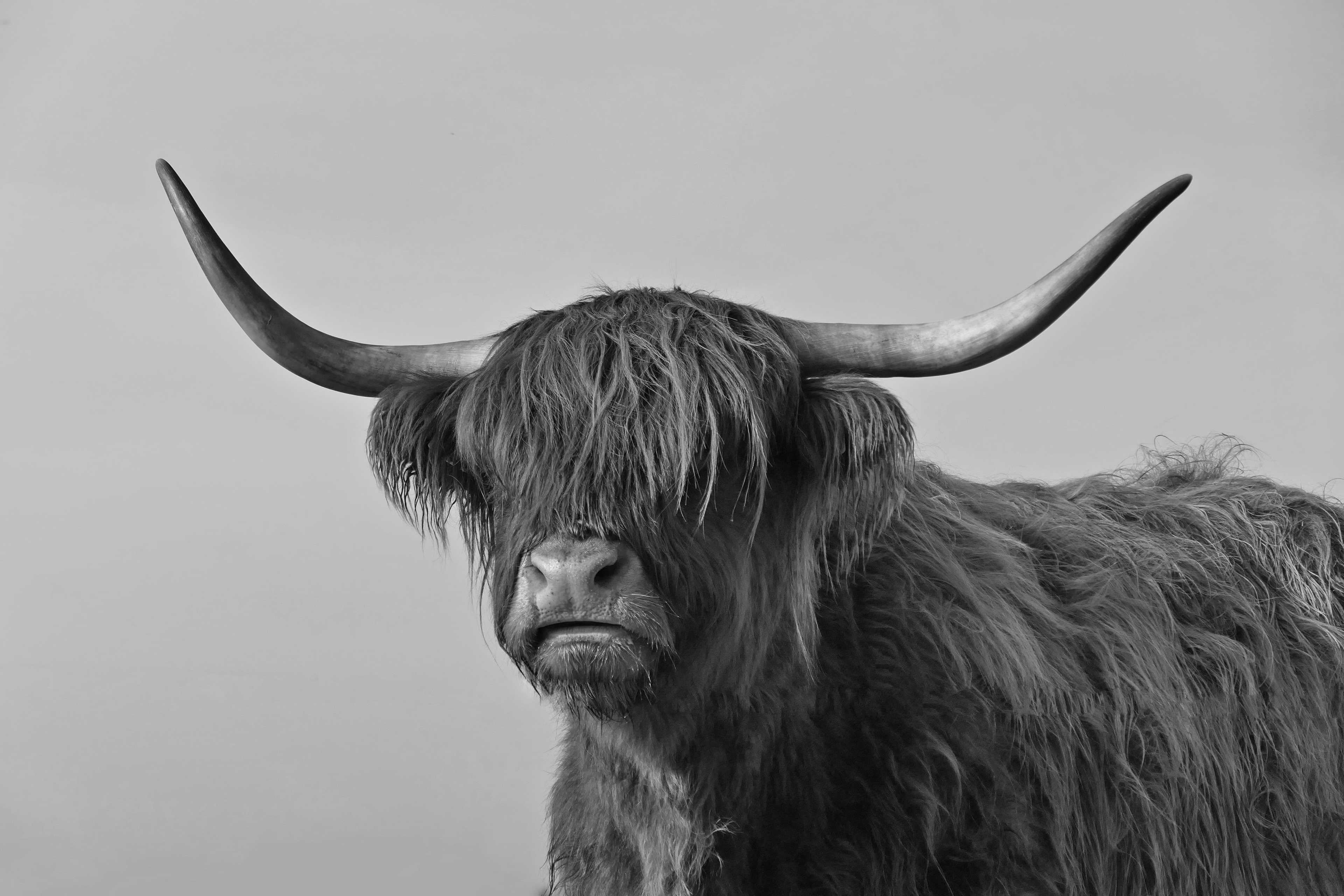 A Highland cow with long horns and shaggy hair covering its eyes, facing forward against a plain background.