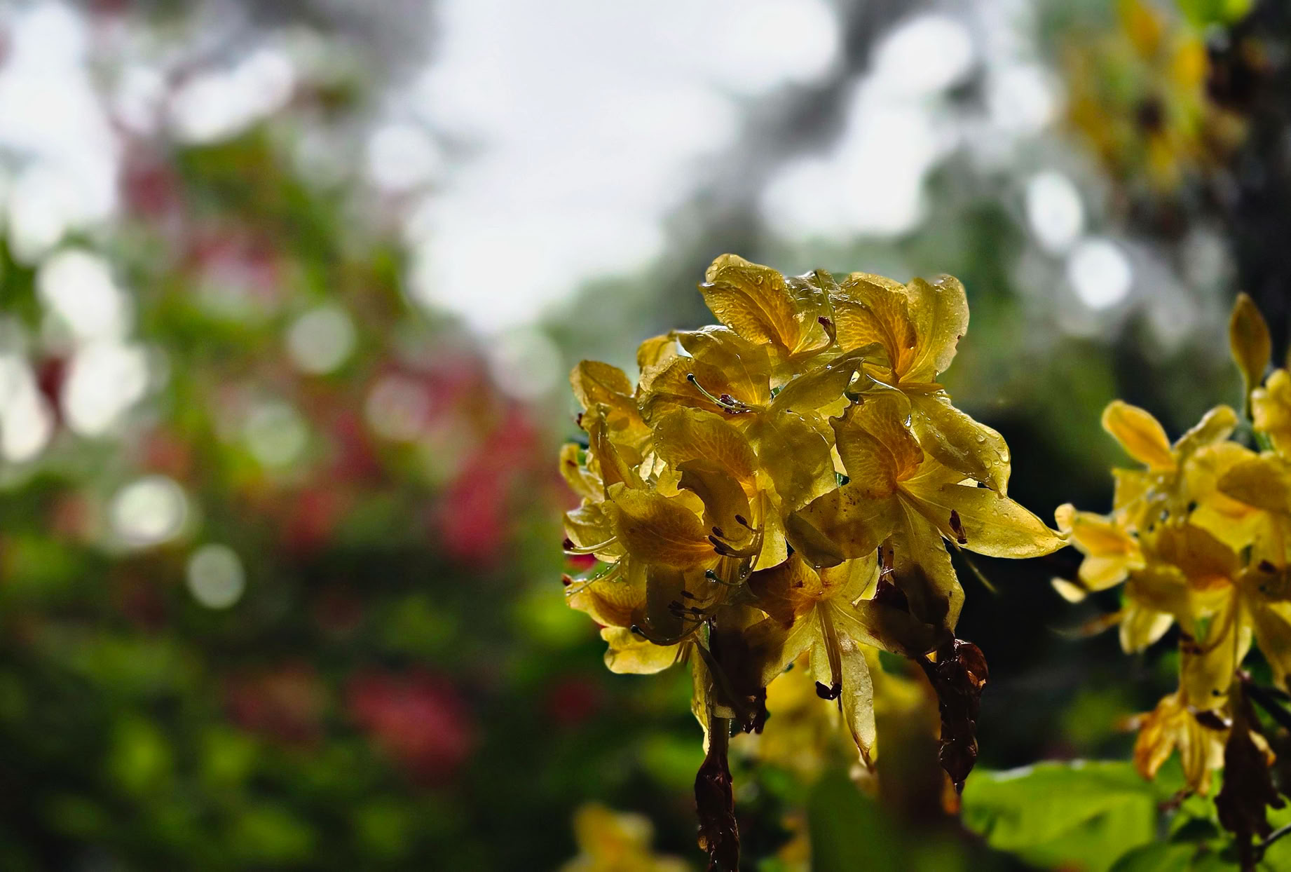 Yellow flowers in focus with a blurred background of greenery and hints of red.