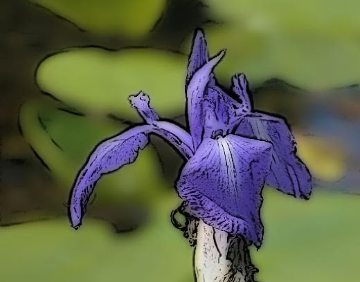 A close-up of a purple iris flower with green leaves in the blurred background. Graphic variant.