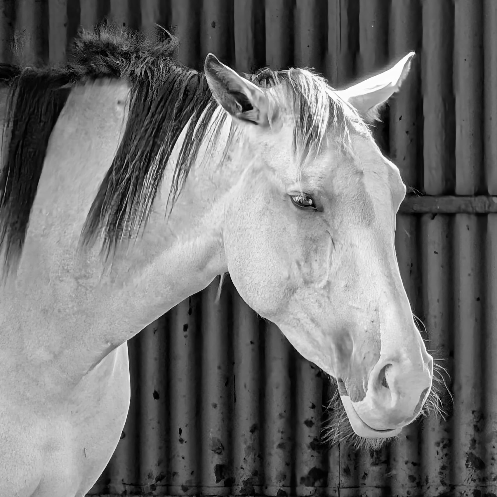 A black and white image of a horse with a light-colored coat and dark mane, standing in front of a corrugated metal wall.