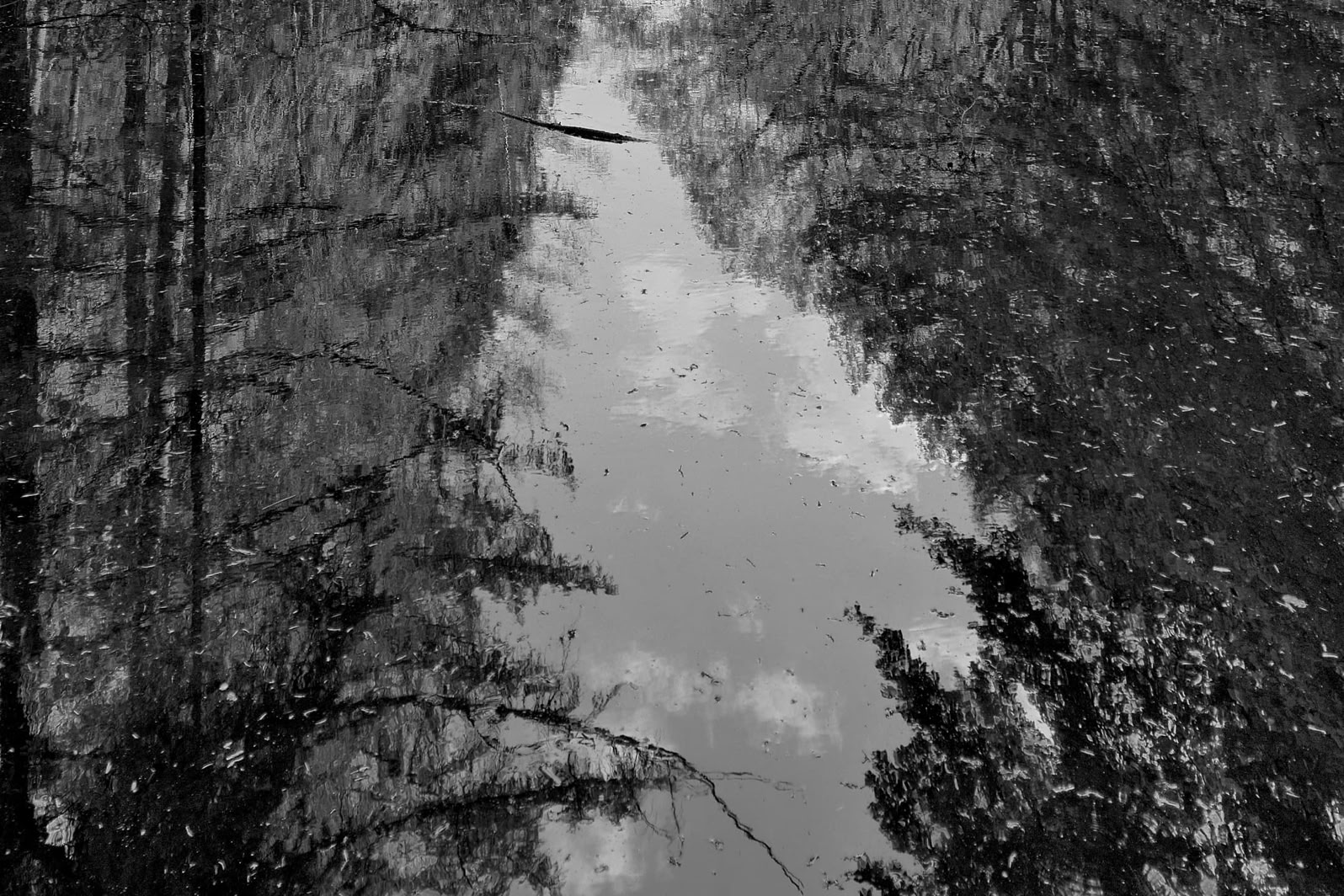 Reflection of trees and sky on a water surface, creating a symmetrical pattern.