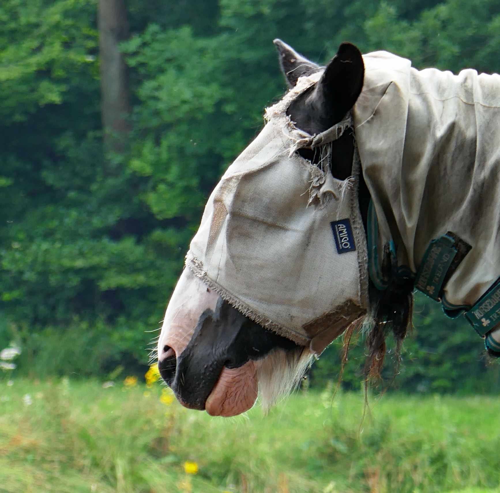A horse wearing a fly mask standing in a grassy field with trees in the background, in black and white.