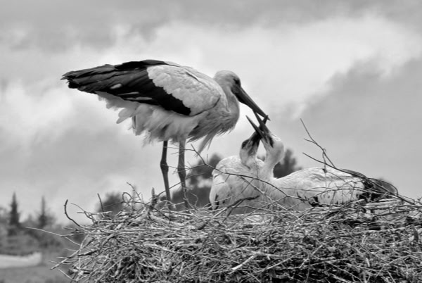 A black and white image of a stork standing on a nest, feeding a chick.