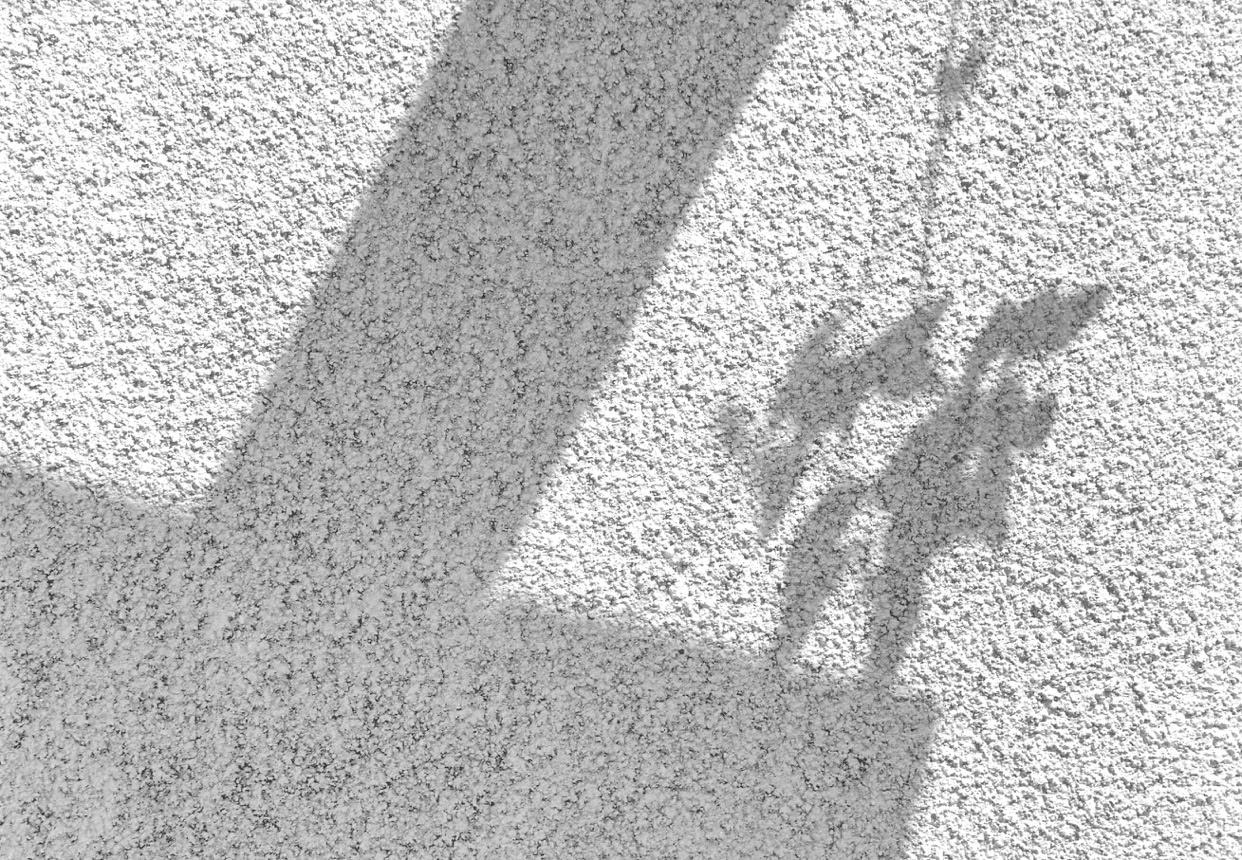 Shadow of a plant with leaves cast on a textured wall.
