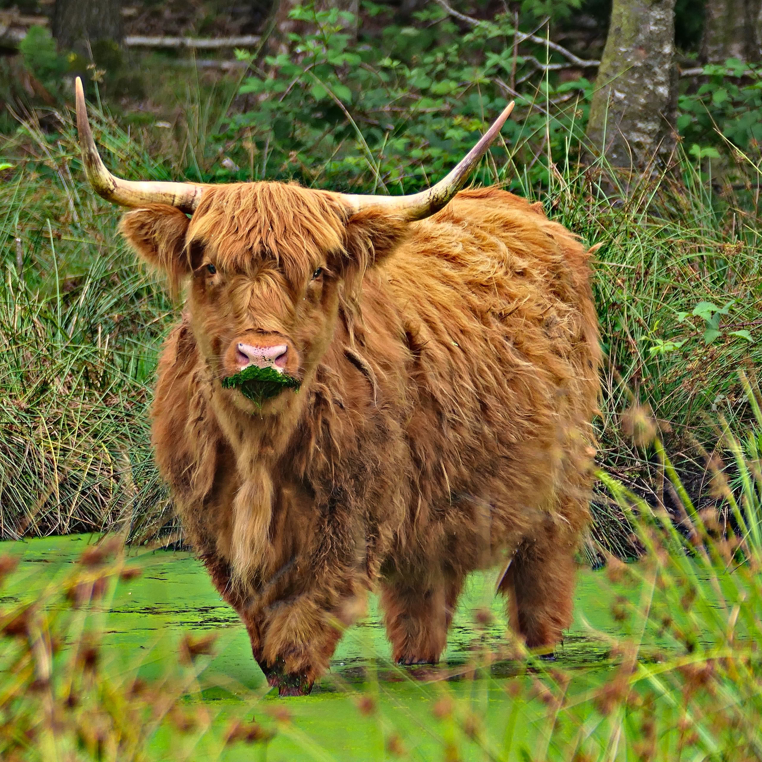 A Highlander with long horns and shaggy hair covering its eyes, facing forward against a plain background.