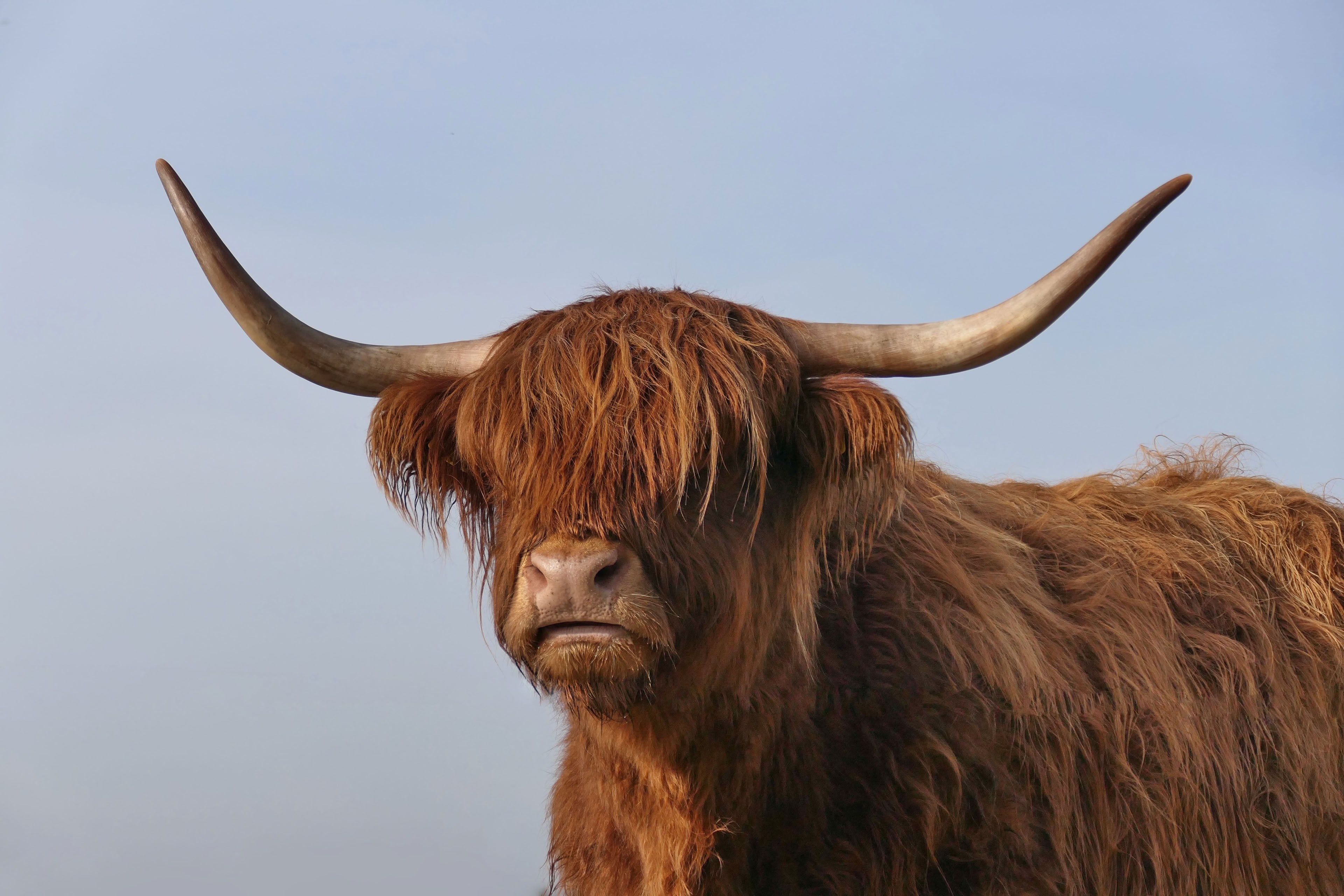 A Highland cow with long horns and shaggy hair covering its eyes, facing forward against a plain background.