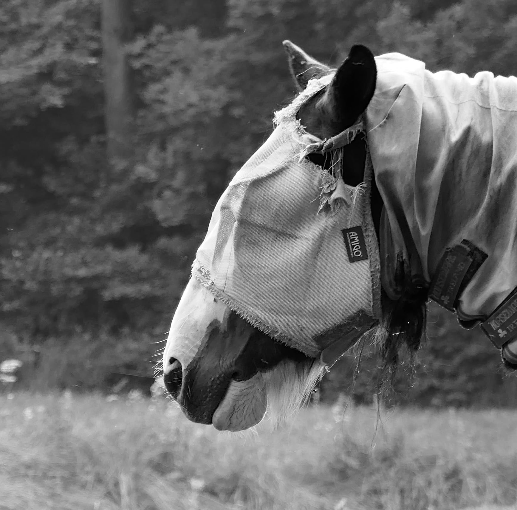 A horse wearing a fly mask standing in a grassy field with trees in the background, in black and white.