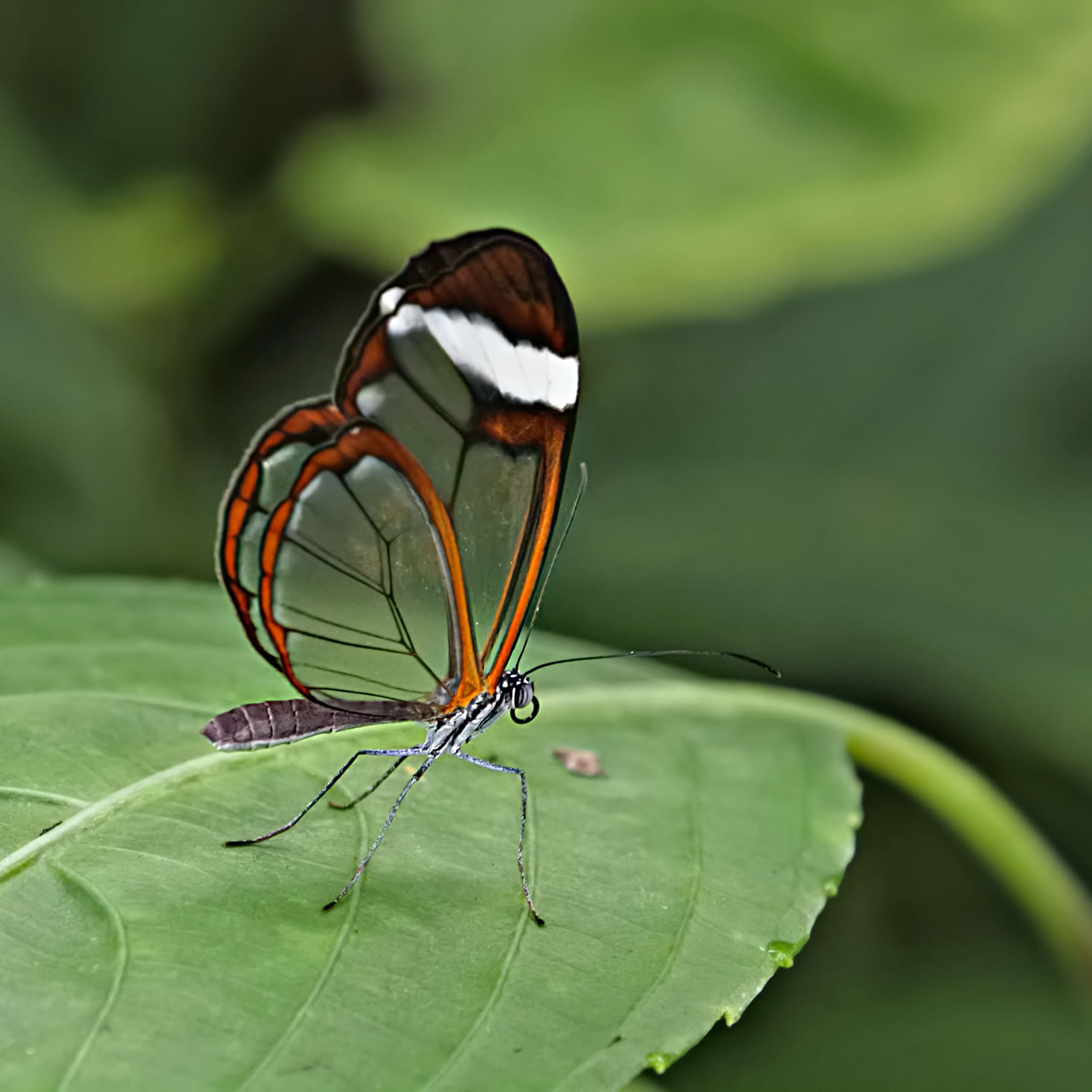 A glass wing butterfly with transparent wings and brown edges perched on a green leaf.