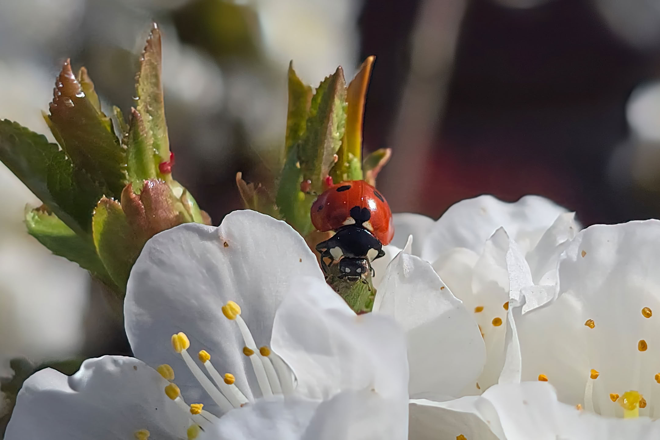 A ladybug on a white flower with green leaves in the background.