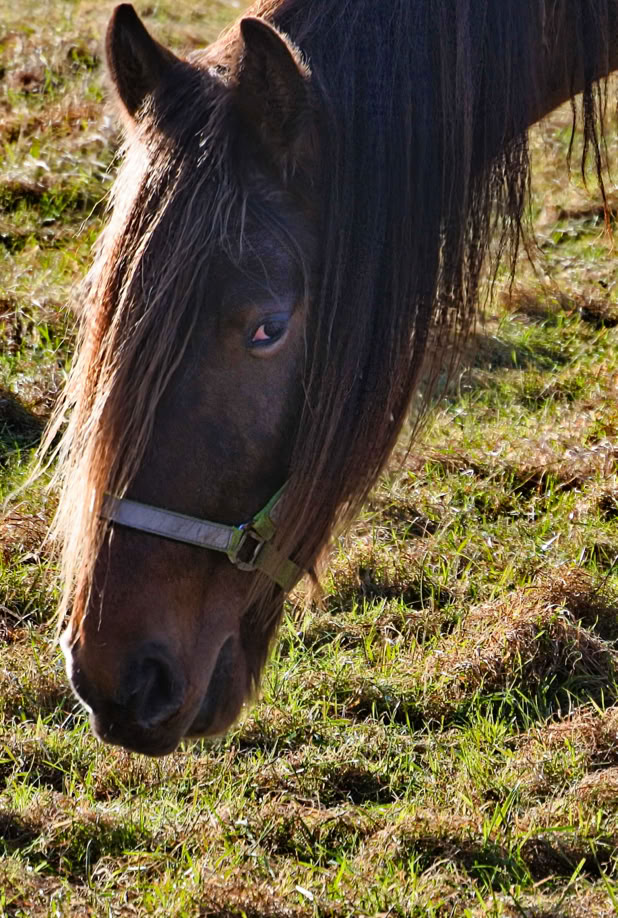 A brown attentive horse with a long mane and a halter, standing on grassy ground.