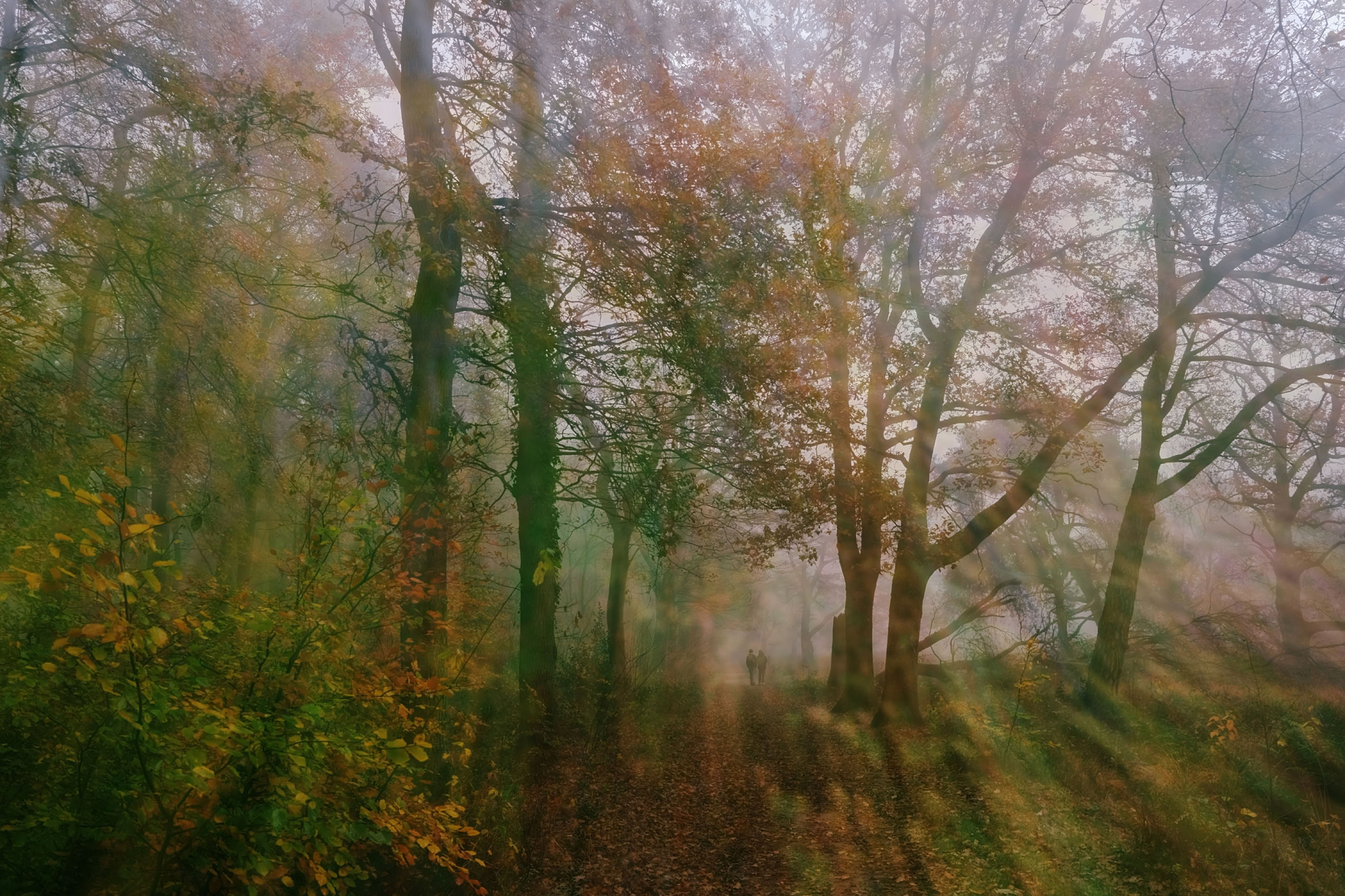 A misty forest scene with tall trees and sunlight filtering through, creating a soft, blurred effect.