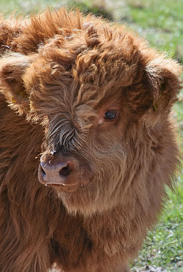 A fluffy brown Highlander calf with long hair standing on grass.