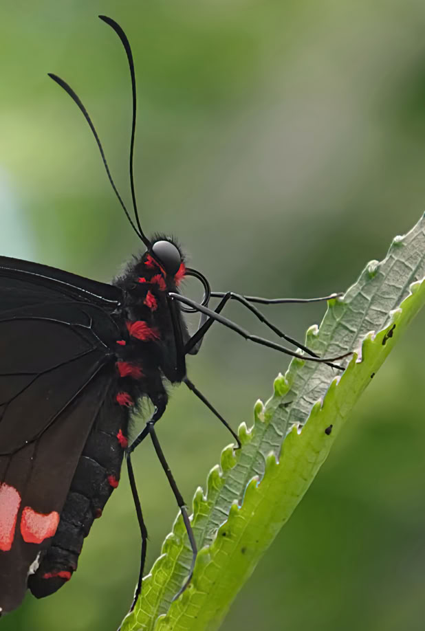 A black butterfly with red markings on its body and wings is perched on a green leaf with a blurred green background.
